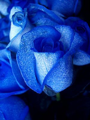 2 blue roses or two purple roses